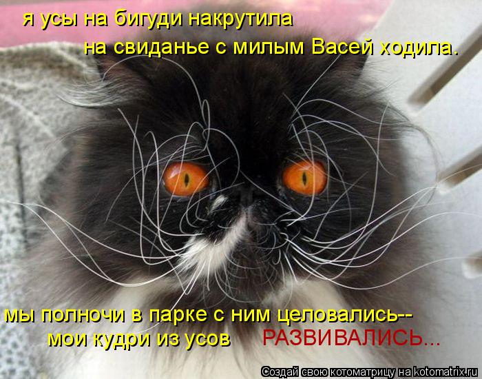 Котоматрица: я усы на бигуди накрутила на свиданье с милым Васей ходила. мы полночи в парке с ним целовались-- мои кудри из усов РАЗВИВАЛИСЬ...
