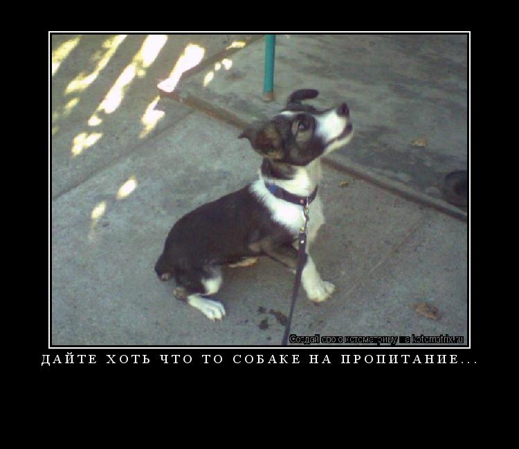 Дайте хоть что то собаке на пропитание... ... Котоматрица: Дайте хоть что то собаке на пропитание...