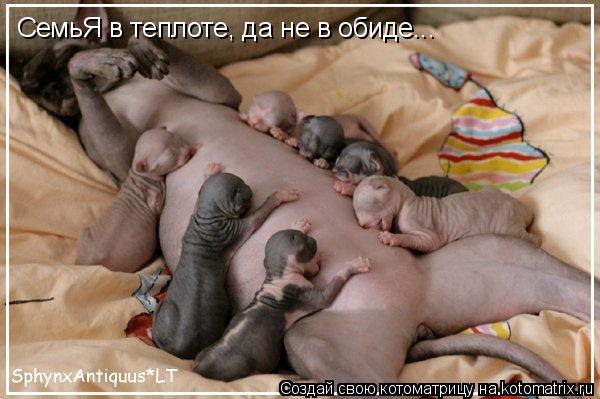 СемьЯ в теплоте, да не в обиде...... Котоматрица: СемьЯ в теплоте, да не в обиде...