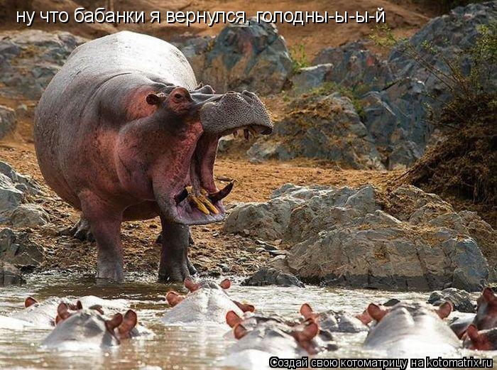 ну что бабанки я вернулся, голодны-ы-ы-й... Котоматрица: ну что бабанки я вернулся, голодны-ы-ы-й