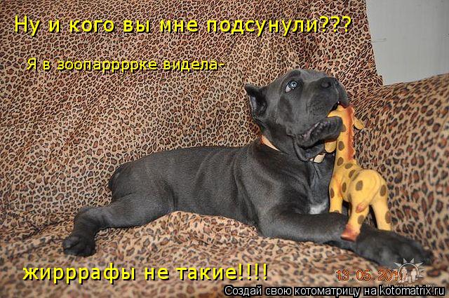 Ну и кого вы мне подсунули??? Я в зоопаррррке видела- жирррафы не такие!!!!... Котоматрица: Ну и кого вы мне подсунули??? Я в зоопаррррке видела- жирррафы не такие!!!!