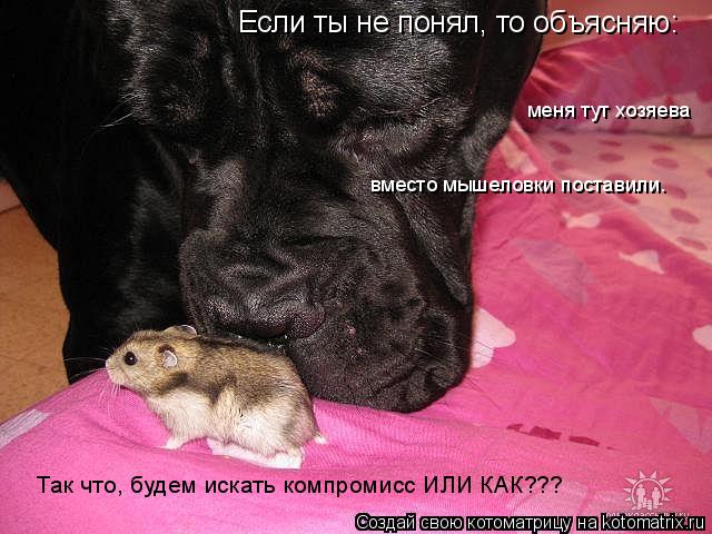 Если ты не понял, то объясняю: меня тут хозяева вместо мышеловки поставили. Так что, будем искать к... Котоматрица: Если ты не понял, то объясняю: меня тут хозяева вместо мышеловки поставили. Так что, будем искать компромисс ИЛИ КАК???