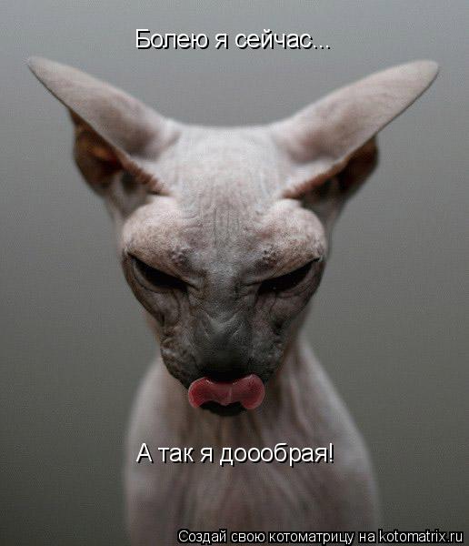 Болею я сейчас... А так я доообрая!... Котоматрица: Болею я сейчас... А так я доообрая!