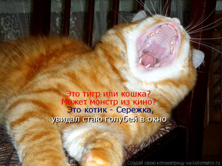 Это тигр или кошка? Может монстр из кино? Это котик - Сережка, увидал стаю голубей в окно... Котоматрица: Это тигр или кошка? Может монстр из кино? Это котик - Сережка, увидал стаю голубей в окно
