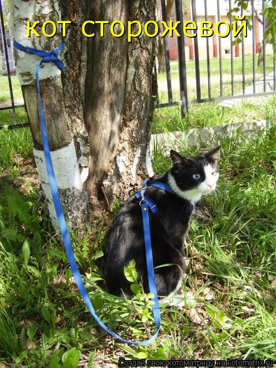 кот сторожевой... Котоматрица: кот сторожевой