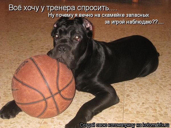 Всё хочу у тренера спросить.... Ну почему я вечно на скамейке запасных за игрой наблюдаю??....... Котоматрица: Всё хочу у тренера спросить.... Ну почему я вечно на скамейке запасных за игрой наблюдаю??....