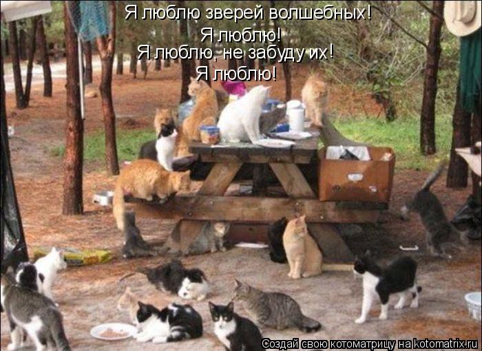 Я люблю зверей волшебных! Я люблю! Я люблю, не забуду их Я люблю! !... Котоматрица: Я люблю зверей волшебных! Я люблю! Я люблю, не забуду их Я люблю! !