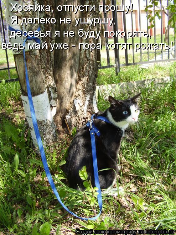 Хозяйка, отпусти прошу! Я далеко не ушуршу, деревья я не буду покорять, ведь май уже - пора котят рож... Котоматрица: Хозяйка, отпусти прошу! Я далеко не ушуршу, деревья я не буду покорять, ведь май уже - пора котят рожать!