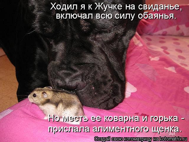 Ходил я к Жучке на свиданье, включал всю силу обаянья. Но месть ее коварна и горька - прислала алимен... Котоматрица: Ходил я к Жучке на свиданье, включал всю силу обаянья. Но месть ее коварна и горька - прислала алиментного щенка.