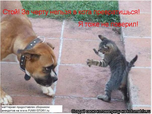 Стой! За черту нельзя в кота превратишься! Я тоже не поверил!... Котоматрица: Стой! За черту нельзя в кота превратишься! Я тоже не поверил!