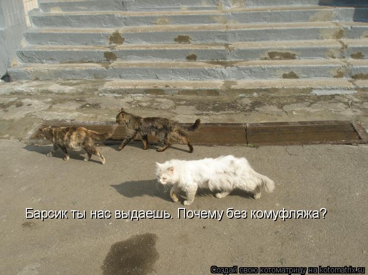 Барсик ты нас выдаешь. Почему без комуфляжа?... Котоматрица: Барсик ты нас выдаешь. Почему без комуфляжа?