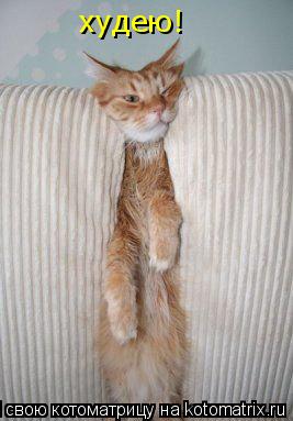 худею!... Котоматрица: худею!