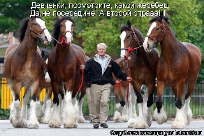 Девчёнки, посмотрите, какой жеребец... Да не посередине! А второй справа!!!... Котоматрица: Девчёнки, посмотрите, какой жеребец... Да не посередине! А второй справа!!!