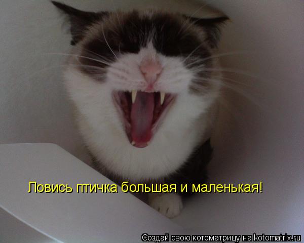 Ловись птичка большая и маленькая!... Котоматрица: Ловись птичка большая и маленькая!