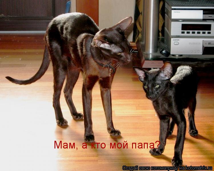 Мам, а кто мой папа?... Котоматрица: Мам, а кто мой папа?