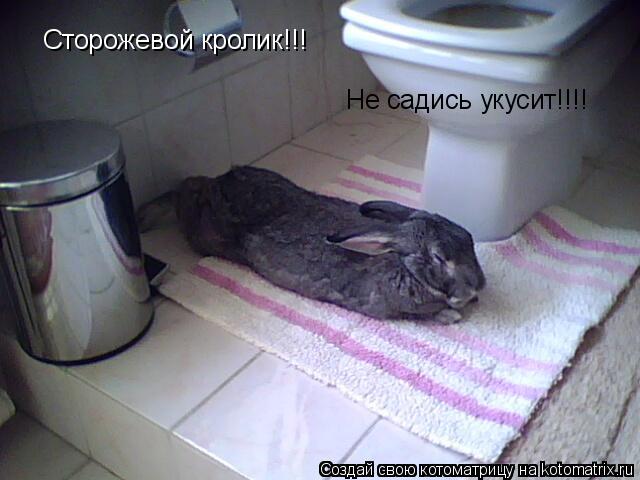 Сторожевой кролик!!! Не садись укусит!!!!... Котоматрица: Сторожевой кролик!!! Не садись укусит!!!!