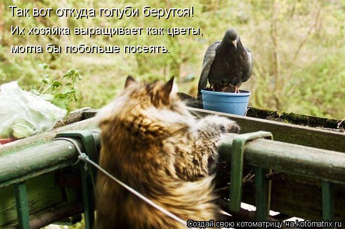 Котоматрица: Так вот откуда голуби берутся! Их хозяйка выращивает как цветы, могла бы побольше посеять.
