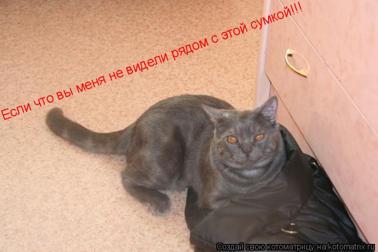 Если что вы меня не видели рядом с этой сумкой!!!... Котоматрица: Если что вы меня не видели рядом с этой сумкой!!!