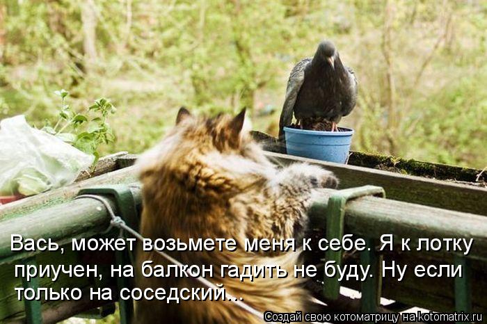 Вась, может возьмете меня к себе. Я к лотку приучен, на балкон гадить не буду. Ну если только на сос... Котоматрица: Вась, может возьмете меня к себе. Я к лотку приучен, на балкон гадить не буду. Ну если только на соседский...