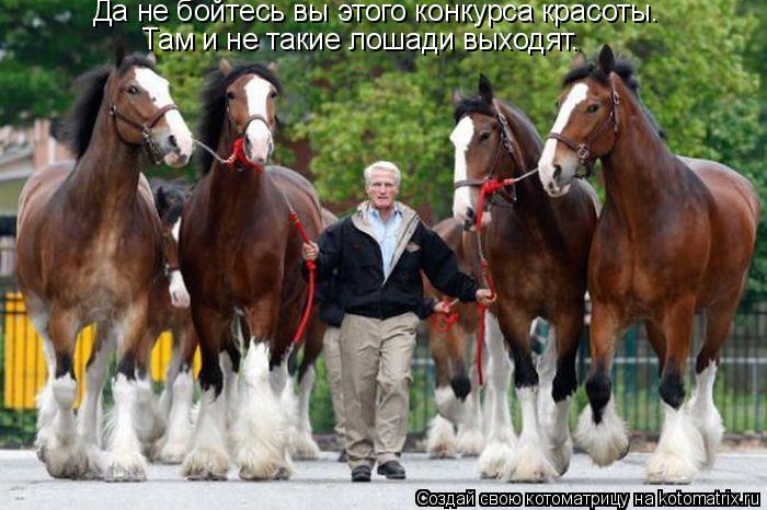 Да не бойтесь вы этого конкурса красоты. Там и не такие лошади выходят.... Котоматрица: Да не бойтесь вы этого конкурса красоты. Там и не такие лошади выходят.