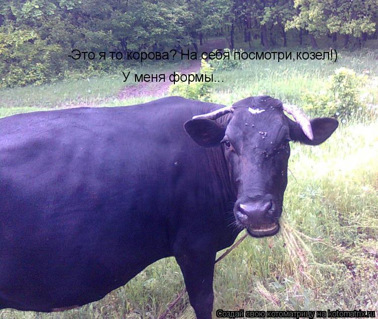 -Это я то корова? На себя посмотри,козел!) У меня формы...... Котоматрица: -Это я то корова? На себя посмотри,козел!) У меня формы...