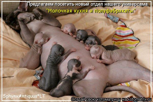 Предлагаем посетить новый отдел нашего универсама "Молочная кухня и полуфабрикаты"... Котоматрица: Предлагаем посетить новый отдел нашего универсама "Молочная кухня и полуфабрикаты"