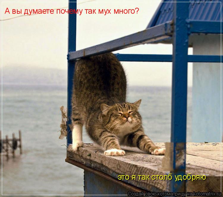 А вы думаете почему так мух много? это я так столб удобряю... Котоматрица: А вы думаете почему так мух много? это я так столб удобряю