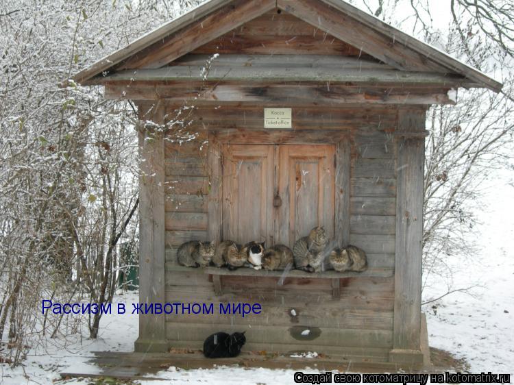 Рассизм в животном мире... Котоматрица: Рассизм в животном мире