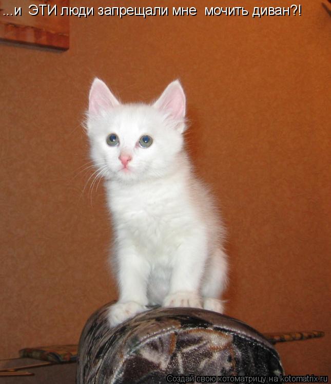 ...и ЭТИ люди запрещали мне мочить диван?!... Котоматрица: ...и ЭТИ люди запрещали мне мочить диван?!
