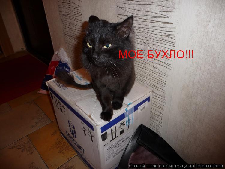 МОЕ БУХЛО!!!... Котоматрица: МОЕ БУХЛО!!!