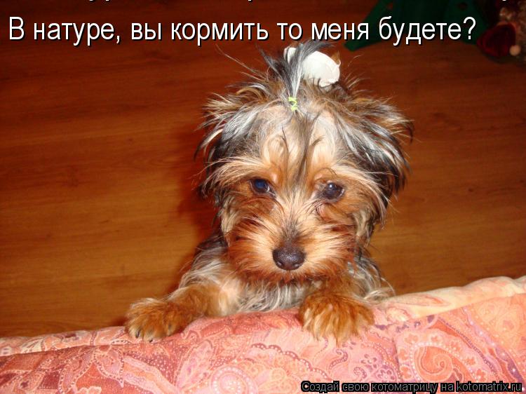 В натуре, вы кормить то меня будете? В натуре, вы кормить то меня будете?... Котоматрица: В натуре, вы кормить то меня будете? В натуре, вы кормить то меня будете?