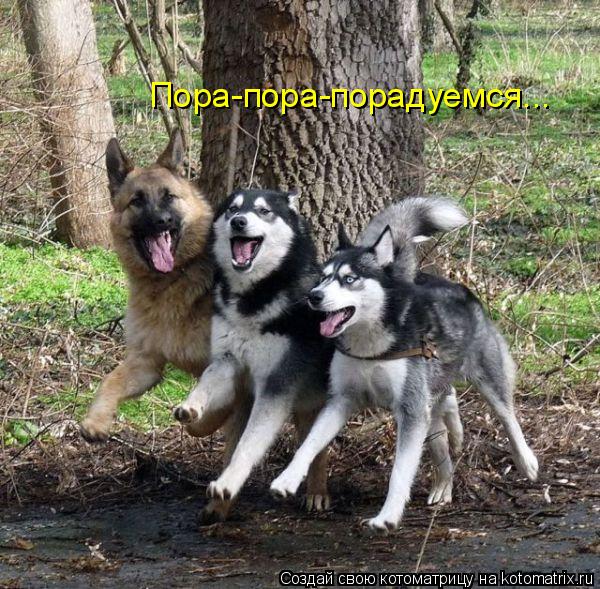 Пора-пора-порадуемся...... Котоматрица: Пора-пора-порадуемся...