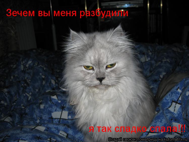 Зечем вы меня разбудили я так сладко спала!!!... Котоматрица: Зечем вы меня разбудили я так сладко спала!!!