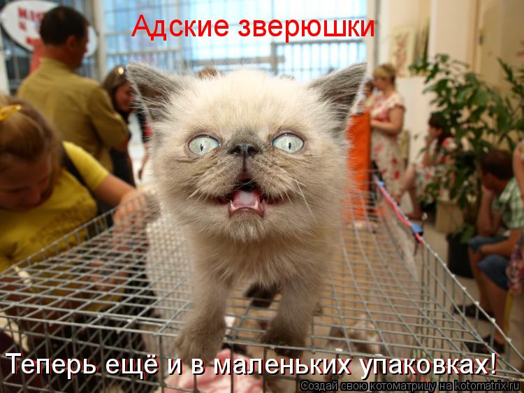 Адские зверюшки Теперь ещё и в маленьких упаковках! Теперь ещё и в маленьких упаковках!... Котоматрица: Адские зверюшки Теперь ещё и в маленьких упаковках! Теперь ещё и в маленьких упаковках!