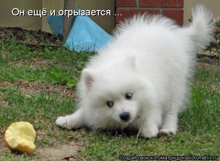 Он ещё и огрызается ...... Котоматрица: Он ещё и огрызается ...