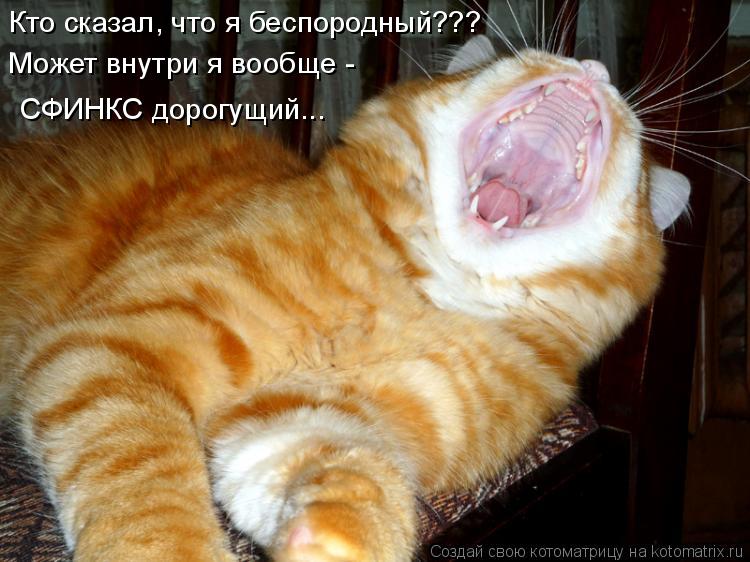 Кто сказал, что я беспородный??? Может внутри я вообще - СФИНКС дорогущий...... Котоматрица: Кто сказал, что я беспородный??? Может внутри я вообще - СФИНКС дорогущий...