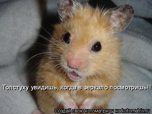 Толстуху увидишь, когда в зеркало посмотришь!!!... Котоматрица: Толстуху увидишь, когда в зеркало посмотришь!!!