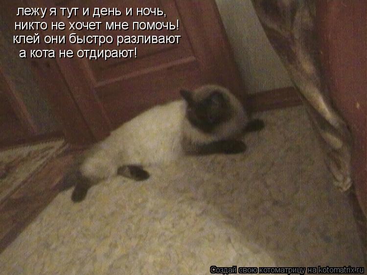 лежу я тут и день и ночь, никто не хочет мне помочь! клей они быстро разливают а кота не отдирают!... Котоматрица: лежу я тут и день и ночь, никто не хочет мне помочь! клей они быстро разливают а кота не отдирают!