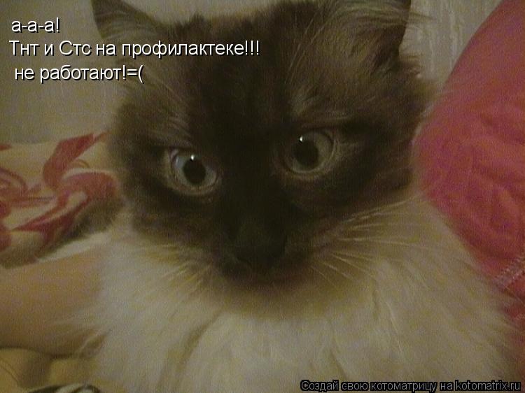 а-а-а! Тнт и Стс на профилактеке!!! не работают!=(... Котоматрица: а-а-а! Тнт и Стс на профилактеке!!! не работают!=(