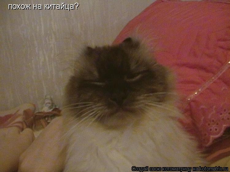 похож на китайца?... Котоматрица: похож на китайца?