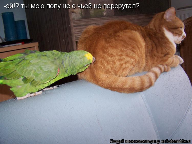 -эй!? ты мою попу не с чьей не перерутал?... Котоматрица: -эй!? ты мою попу не с чьей не перерутал?