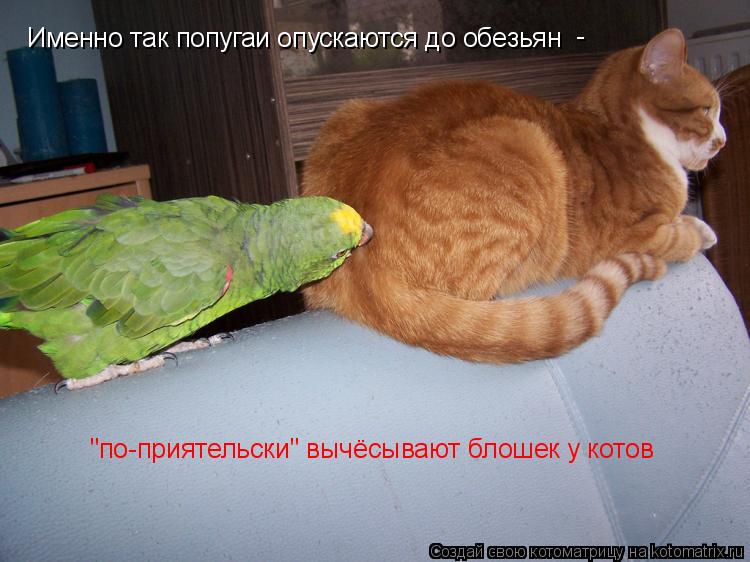 Именно так попугаи опускаются до обезьян - "по-приятельски" вычёсывают блошек у котов... Котоматрица: Именно так попугаи опускаются до обезьян - "по-приятельски" вычёсывают блошек у котов
