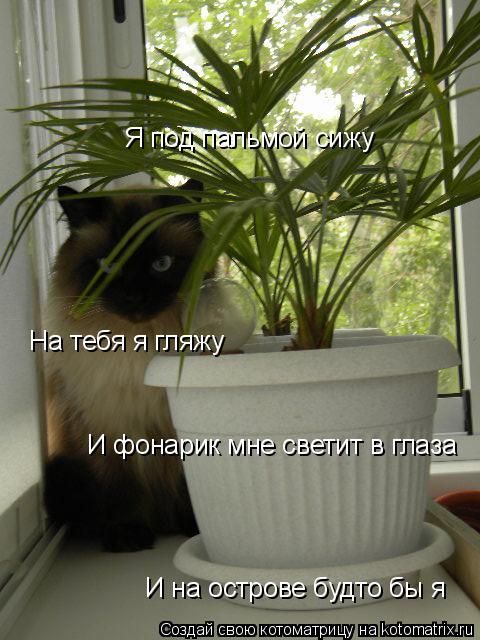 Я под пальмой сижу На тебя я гляжу И фонарик мне светит в глаза И на острове будто бы я... Котоматрица: Я под пальмой сижу На тебя я гляжу И фонарик мне светит в глаза И на острове будто бы я