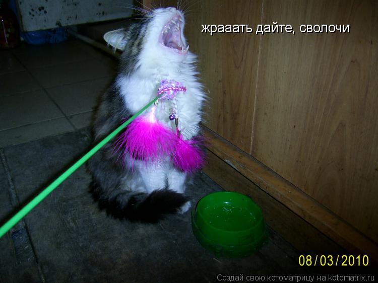жрааать дайте, сволочи... Котоматрица: жрааать дайте, сволочи