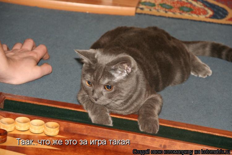 Таак..что же это за игра такая... Котоматрица: Таак..что же это за игра такая