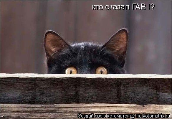 кто сказал ГАВ !?... Котоматрица: кто сказал ГАВ !?