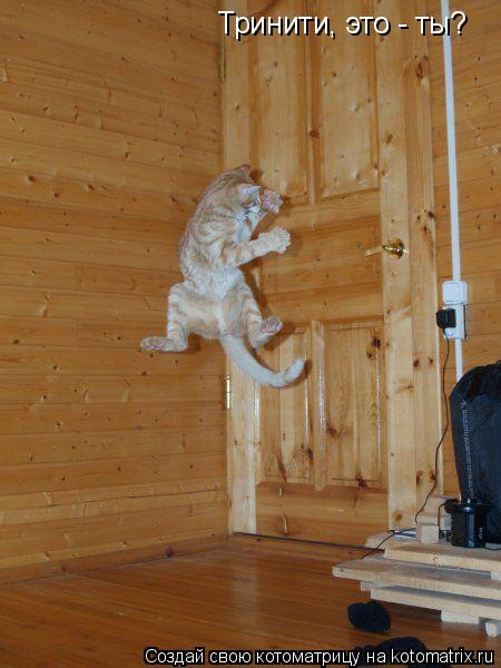 Тринити, это - ты?... Котоматрица: Тринити, это - ты?