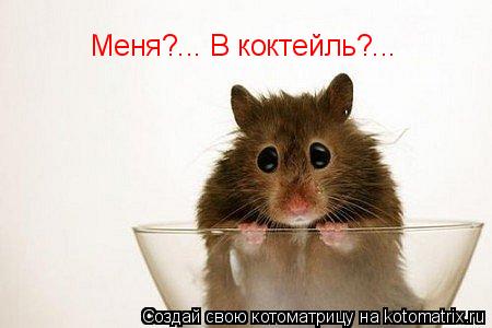 Меня?... В коктейль?...... Котоматрица: Меня?... В коктейль?...
