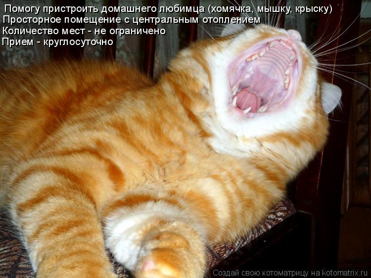 Помогу пристроить домашнего любимца (хомячка, мышку, крыску) Просторное помещение с центральным отопл... Котоматрица: Помогу пристроить домашнего любимца (хомячка, мышку, крыску) Просторное помещение с центральным отоплением Количество мест - не ограничено