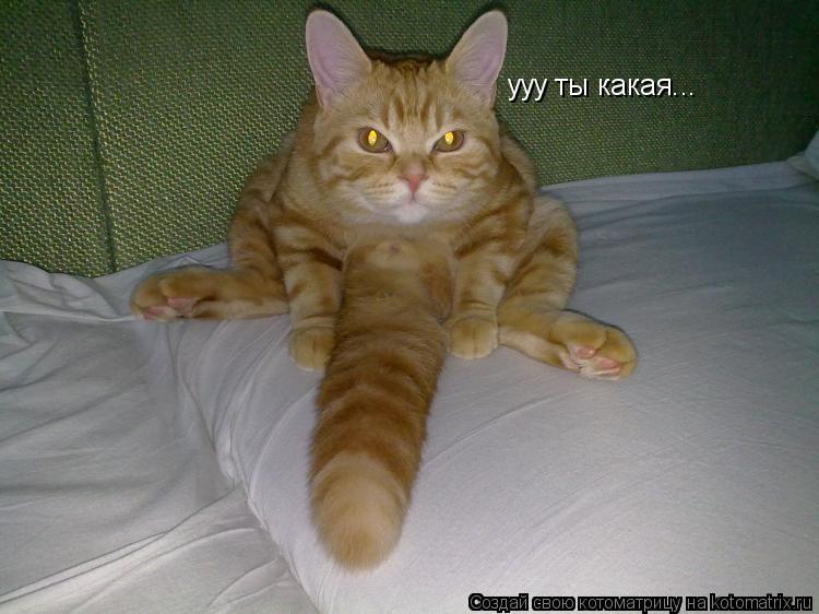 ууу ты какая...... Котоматрица: ууу ты какая...